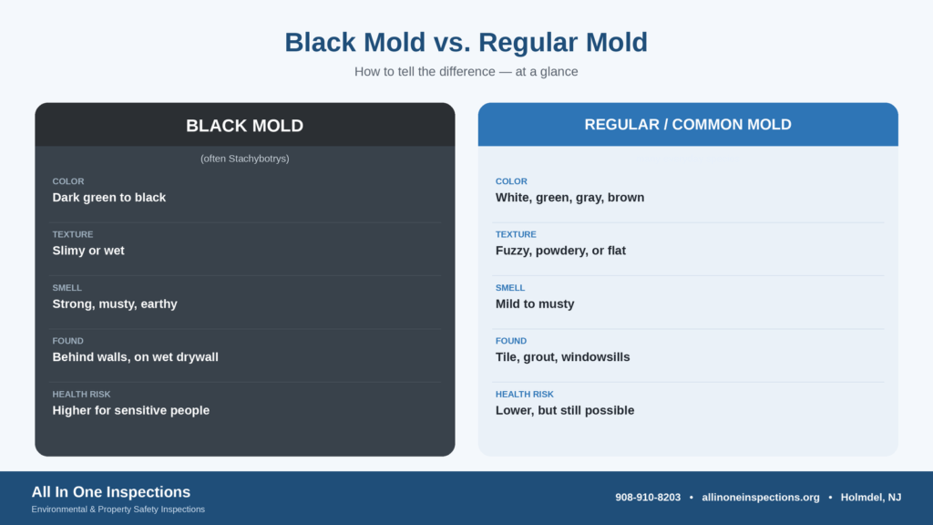 black-mold-vs-regular-mold-comparison